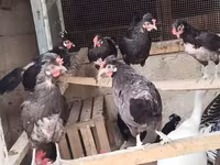 Chickens — photo 2
