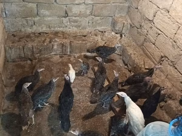 Turkeys
