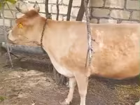 Cow, Simmental cattle — photo 2