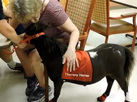 Horse (M), Miniature horse — photo 6