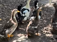 Ducks — foto 2