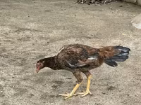 Chickens — foto 3