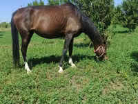 Mare, Akhal-Teke — photo 2