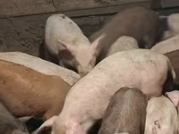 Säue, Schweine — Foto 1