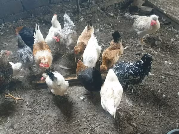 Chickens — أرمينيا