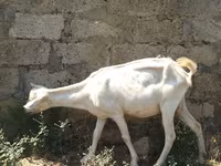 Dişi keçi, Saanen goat — foto 2