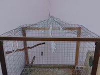 Məhsul: Dalmatin naxışlı mavi-bulat rəngli dalğa papuqayı (budgerigar) — Foto 4