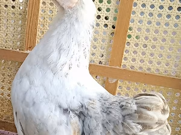 Chickens — Azerbaijan