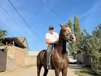 Cavalo, Cavalos — foto 1