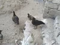 Ducks — photo 4