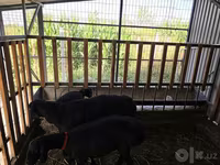 Baran, Hissar sheep — zdjęcie 2