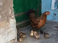 Japanese Bantam — photo 5