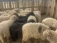 Owce (partia, płeć nieokreślona), Suffolk sheep — zdjęcie 1