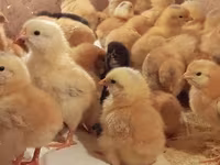Chickens — foto 3