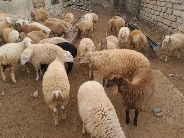 Ram, Sheep — Azerbaijan