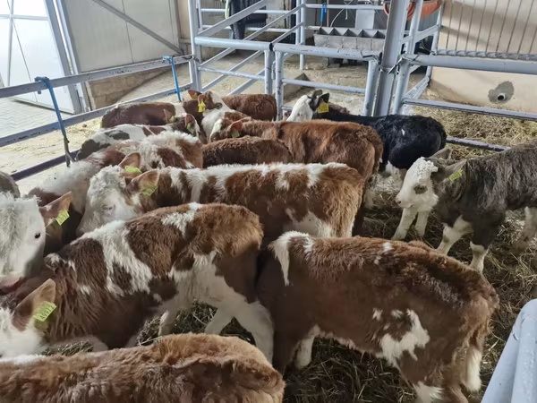 Bulle, Simmental cattle