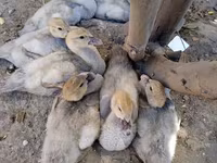 Ducks — foto 2
