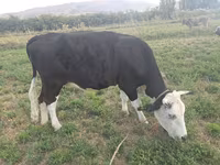 Cow, Brown Mountain — photo 4