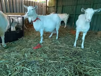 Dişi keçi, Saanen goat — foto 5