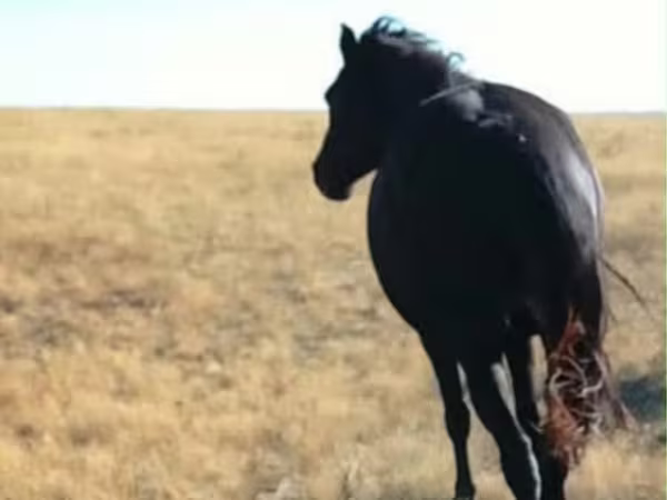 Égua, Kazakh horse