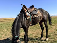 घोड़ा, Karachay horse — फ़ोटो 2