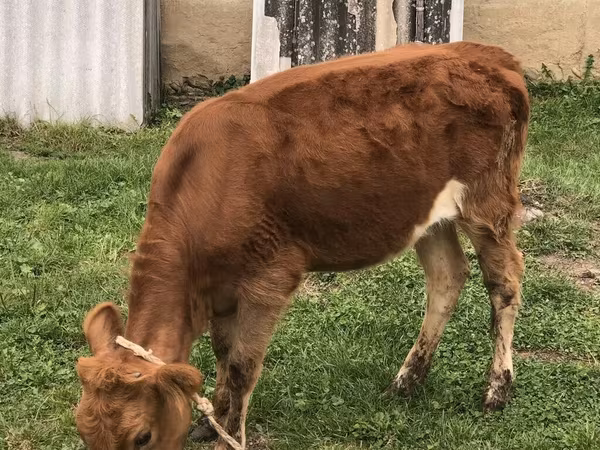 İnək, Simmental cattle — Azərbaycan