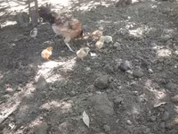 Chickens — photo 3