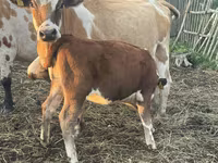 ثور, Simmental cattle — الصورة 4