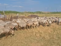 Sheep, Sheep — photo 4