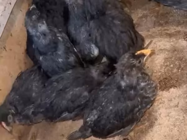 Australorp — Azərbaycan