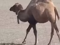Camel, Kazakh Bactrian camel — photo 2