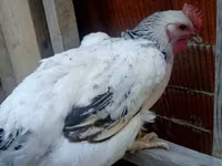 Chickens — photo 3