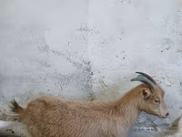 Koza, Saanen goat — foto 2