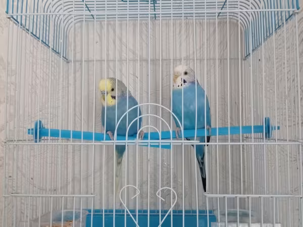Quşlar satılır qəfəslə birlikdə