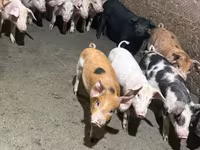 Säue, Schweine — Foto 4