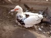 Broad Breasted White — photo 4