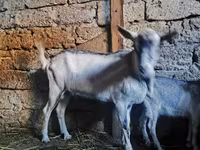 Cabro, Alpine goat — foto 3