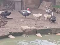 डोमेस्टिक मस्कोवी — फ़ोटो 4