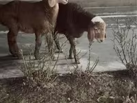 Ram, Sheep — photo 3