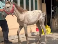 Caballos (lote, sexo no especificado), Kyrgyz Horse — foto 3