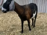 公山羊, Alpine goat — 照片 1