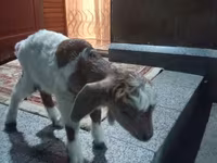 Billy Goat, Goats — photo 3