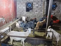 Goats (batch, sex not specified), Goats — photo 3