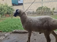 Widder, Blackheaded Persian sheep — Foto 2