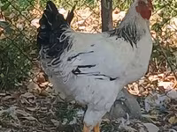 Adler Silver — foto 1