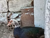 Ducks — foto 2