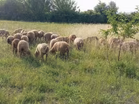 Ram, Sheep — photo 1