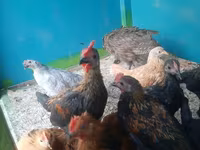 Chickens — photo 8