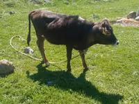 Bull, Cattle — photo 3