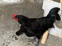 Chickens — foto 4